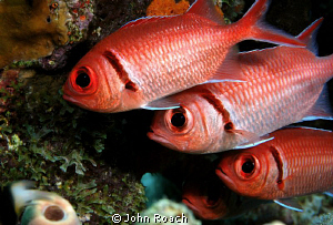 Squirrel Fish by John Roach 
